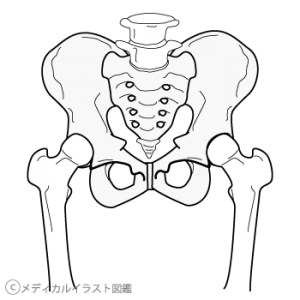 股関節の骨格