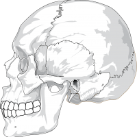顔・頭蓋骨の歪み